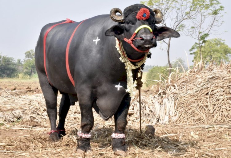 गड्डा यात्रेत यंदा पहा एक कोटी रुपयांचा रेडा